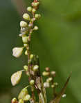 Fringed black bindweed